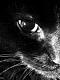 آواتار TESO_S.T