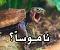 آواتار Mr.SilveR