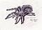 آواتار TheTarantula